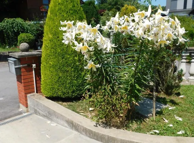 Apartmán Branko Ptuj